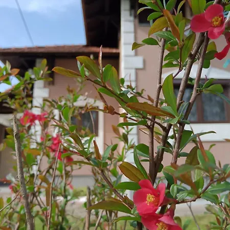 Tribalija